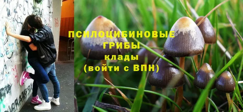 Галлюциногенные грибы Psilocybine cubensis  Болгар 